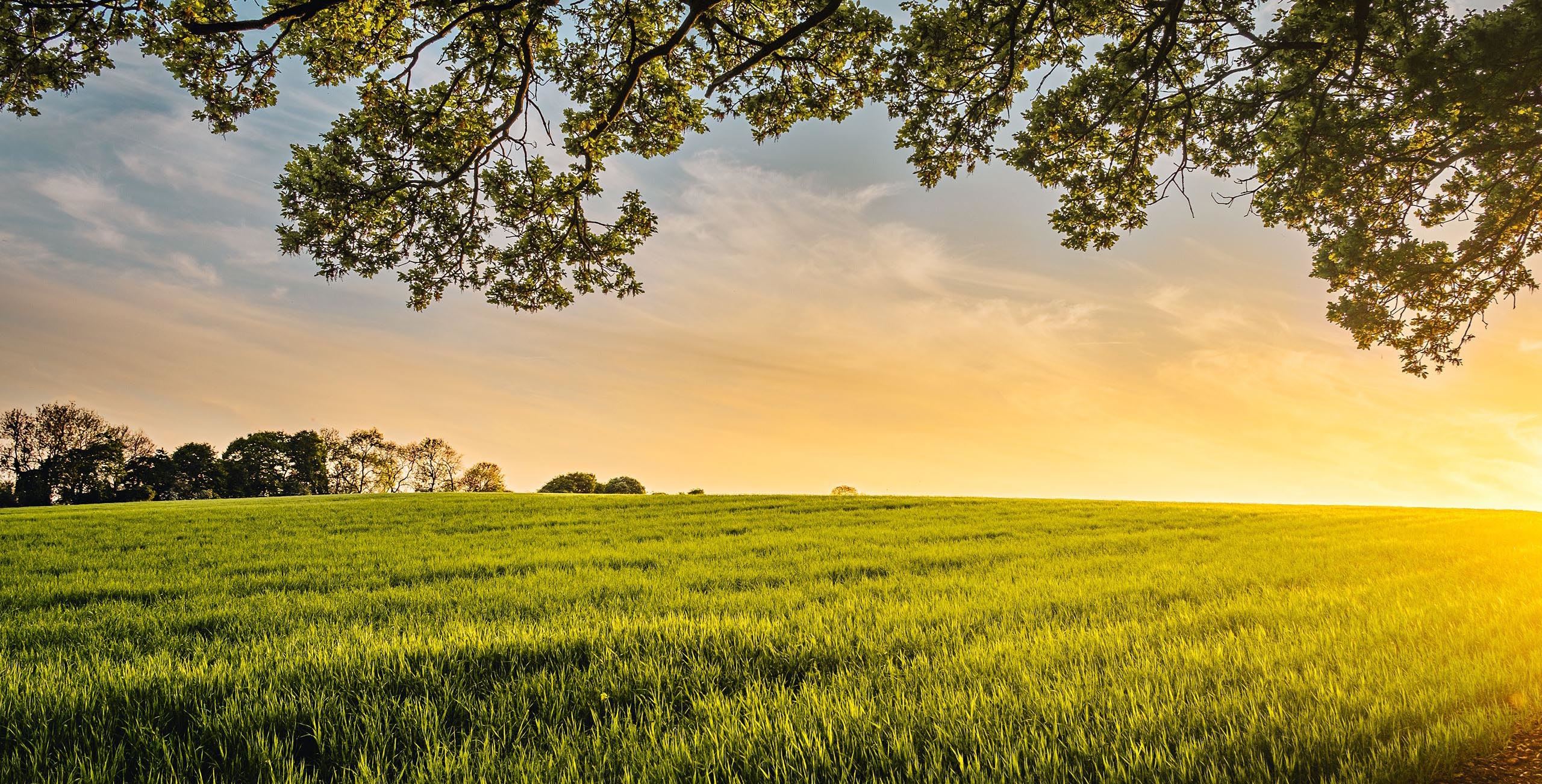 Green wheat field with a yellow/orange sunset in the background