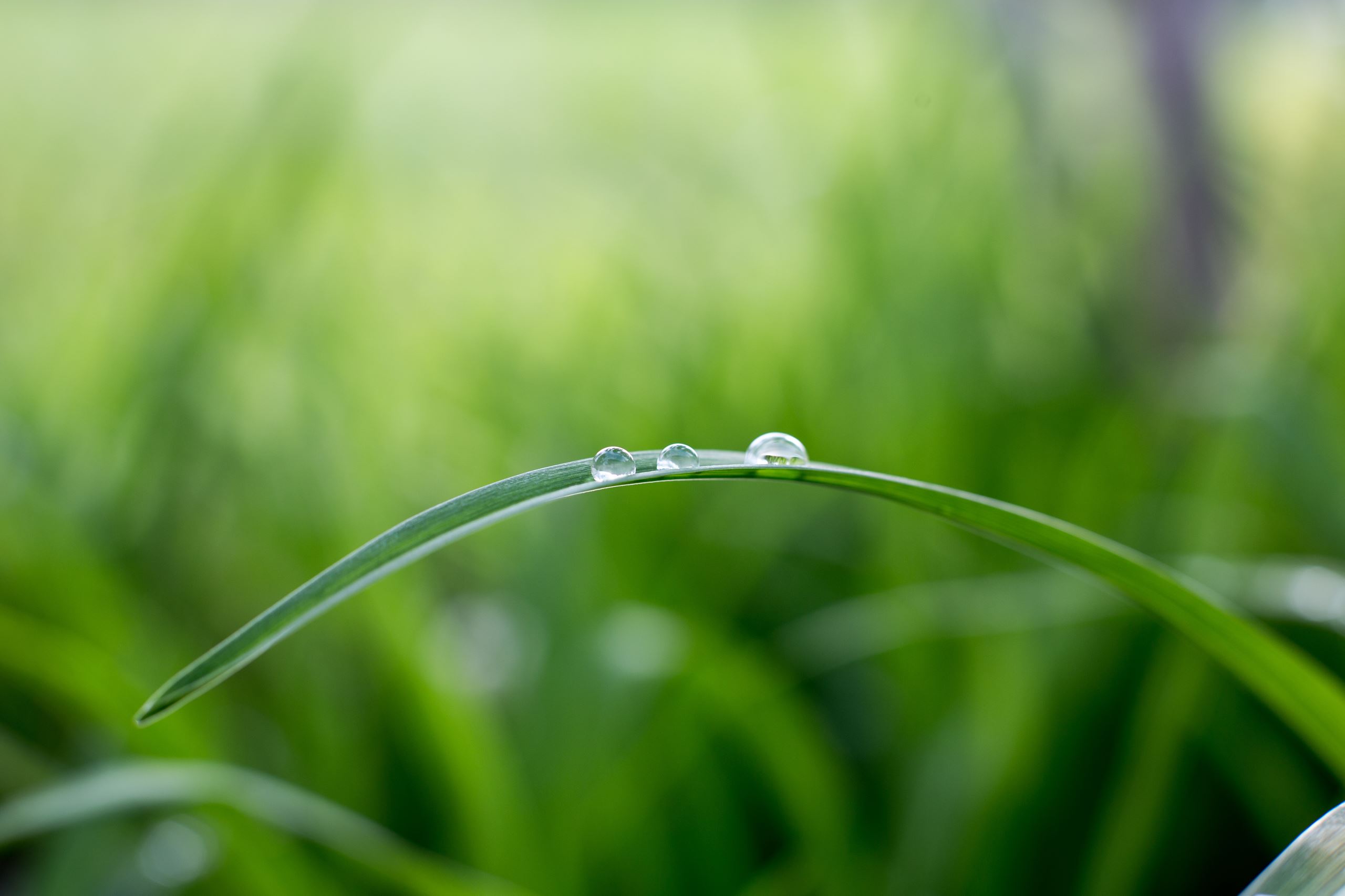 Drop of water on a blade of grass